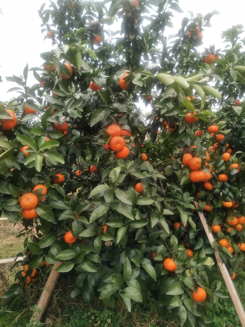 桂林沙糖橘靓货中大果