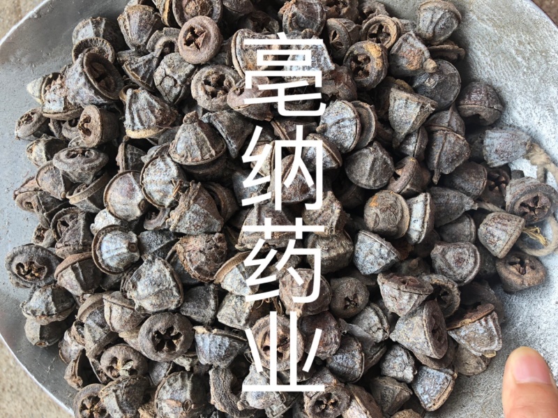 中药材一口钟一口盅扣子七红喇叭花
