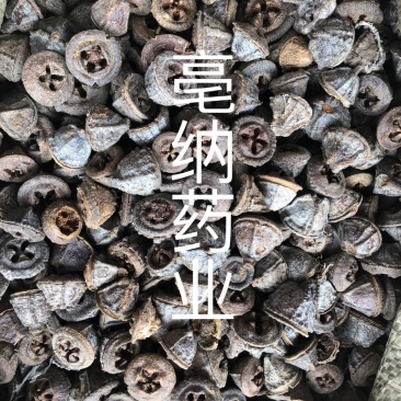 中药材一口钟一口盅扣子七红喇叭花