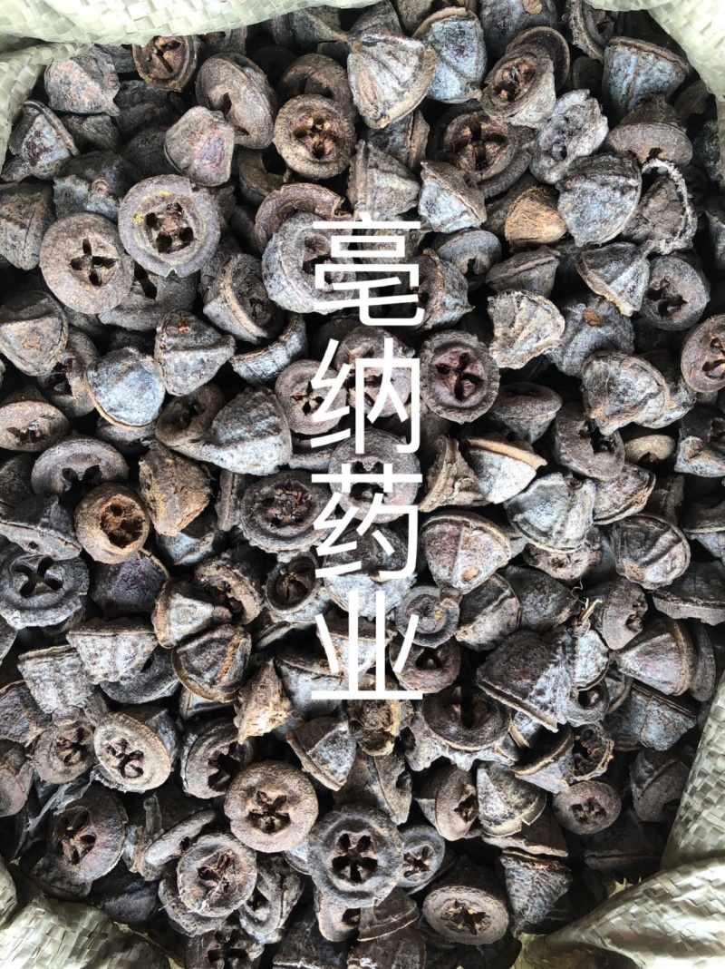 中药材一口钟一口盅扣子七红喇叭花