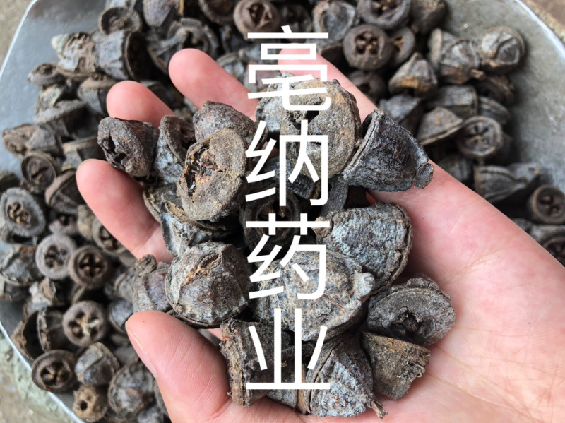 中药材一口钟一口盅扣子七红喇叭花
