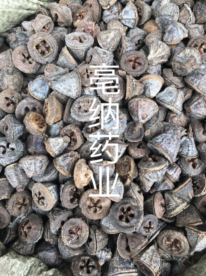中药材一口钟一口盅扣子七红喇叭花