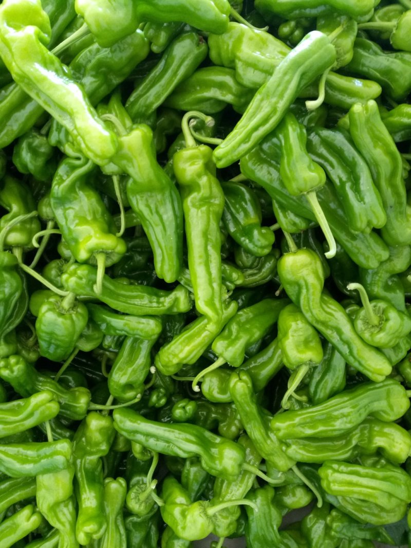 鲜辣椒芜湖椒（薄皮椒），产地直供，量大、合作共赢。