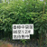 香樟树绿化苗木各种规格3-40分