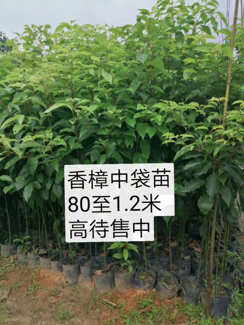 香樟树绿化苗木各种规格3-40分