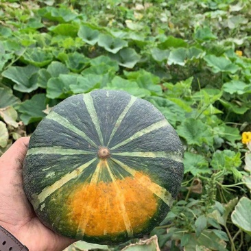 新西兰南瓜板栗南瓜大量上市多年种植经验品质好适合每个市场