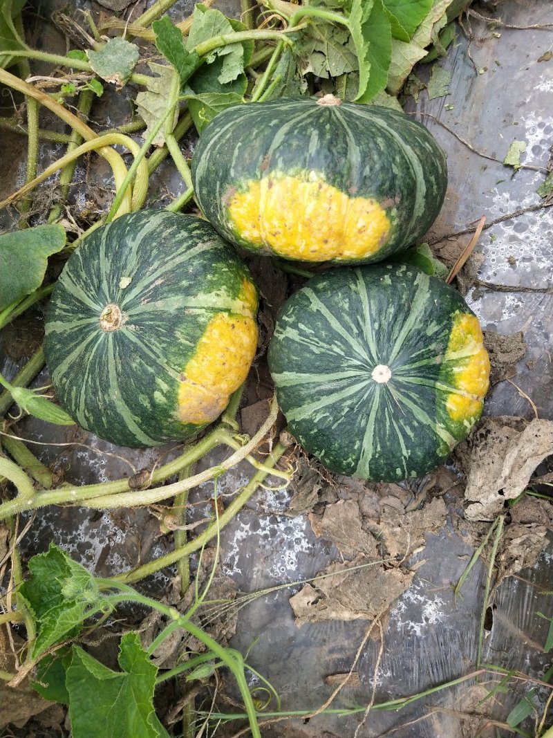 新西兰南瓜板栗南瓜大量上市多年种植经验品质好适合每个市场