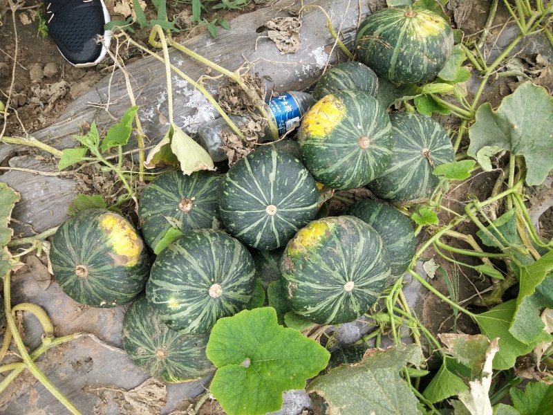 新西兰南瓜板栗南瓜大量上市多年种植经验品质好适合每个市场
