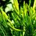 陕西黄花菜种苗成活率高抗病强，质保好品种，包回收上地指导
