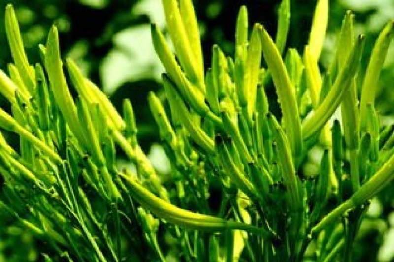 陕西黄花菜种苗成活率高抗病强，质保好品种，包回收上地指导