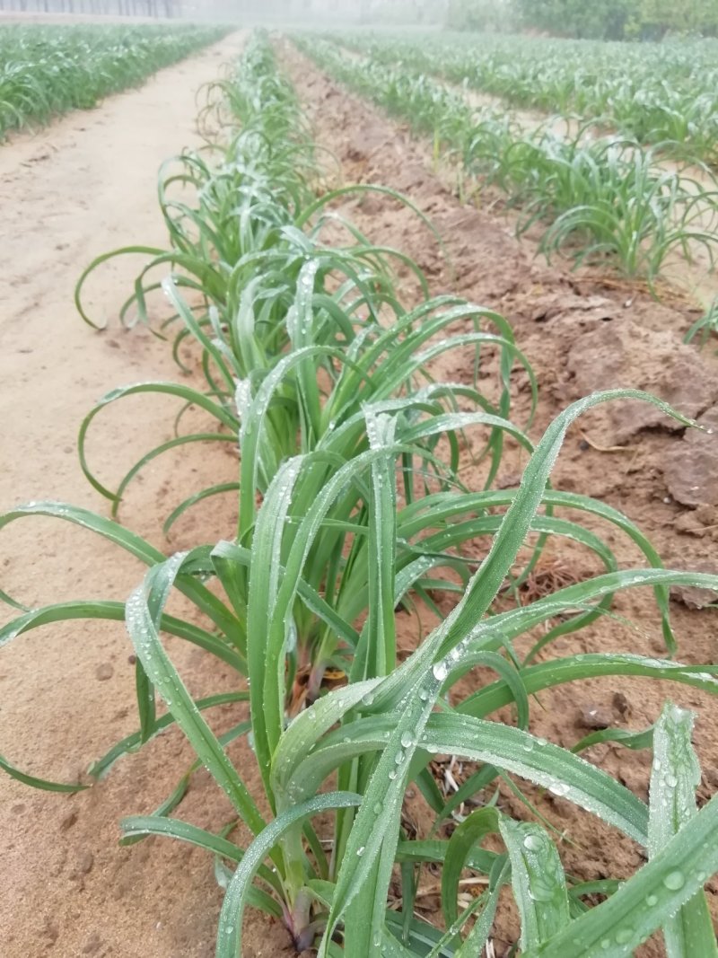 陕西黄花菜种苗成活率高抗病强，质保好品种，包回收上地指导