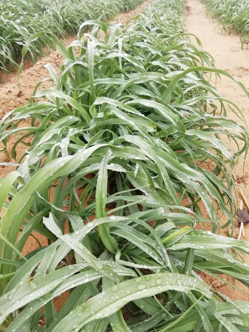 陕西黄花菜种苗成活率高抗病强，质保好品种，包回收上地指导