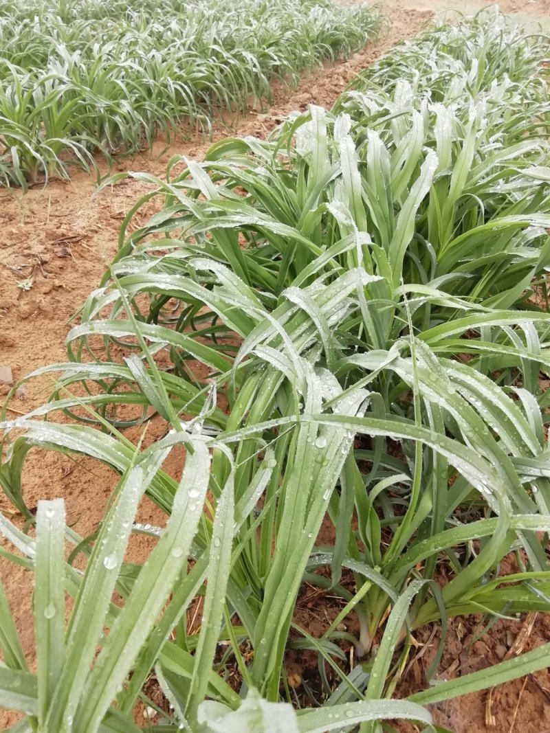 陕西黄花菜种苗成活率高抗病强，质保好品种，包回收上地指导