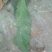 杀卵粉虱1+1白粉虱烟粉虱蚜虫前打后落杀虫杀卵粉虱药