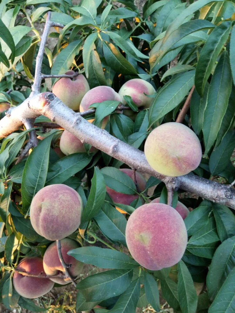 蜜桃离核