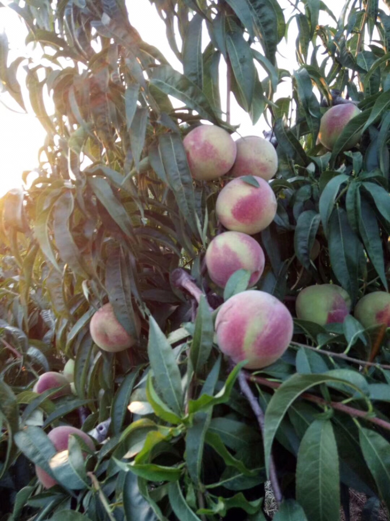 蜜桃离核