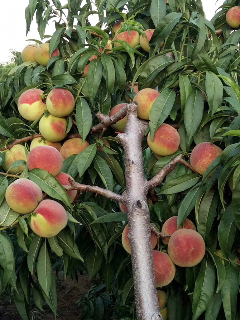 蜜桃离核