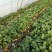 妙香7号草莓苗妙香草莓苗草莓苗一手货源品种纯