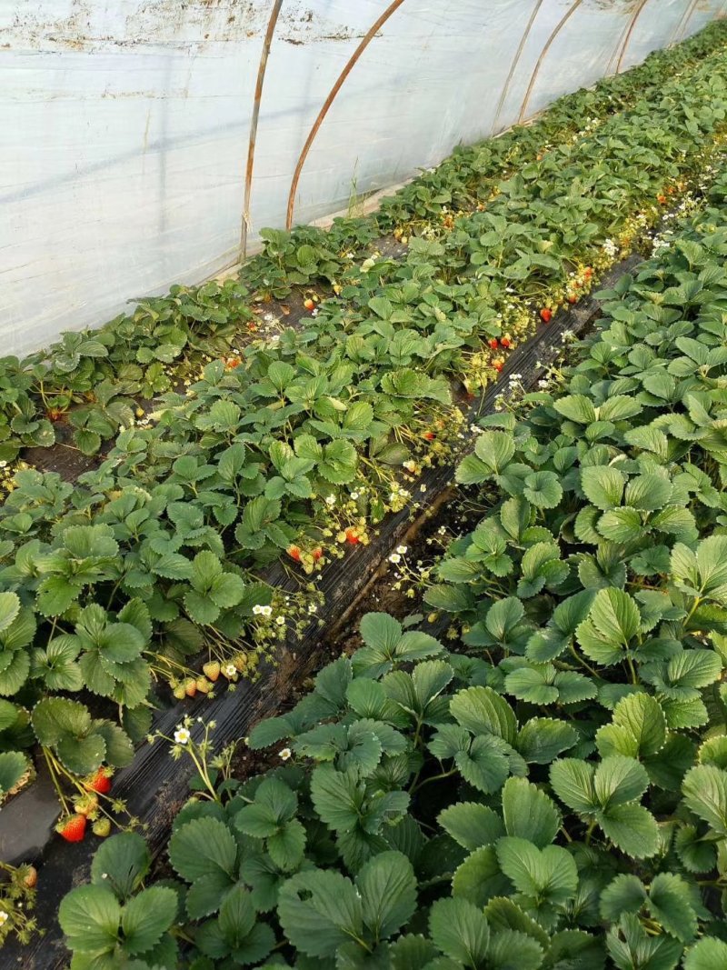 妙香7号草莓苗妙香草莓苗草莓苗一手货源品种纯