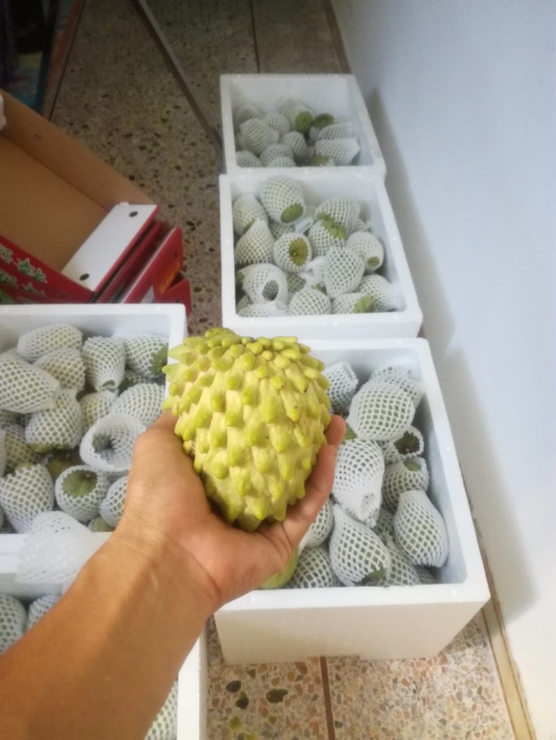 自家苗场台湾凤梨释迦苗，台湾番荔枝佛头果苗
