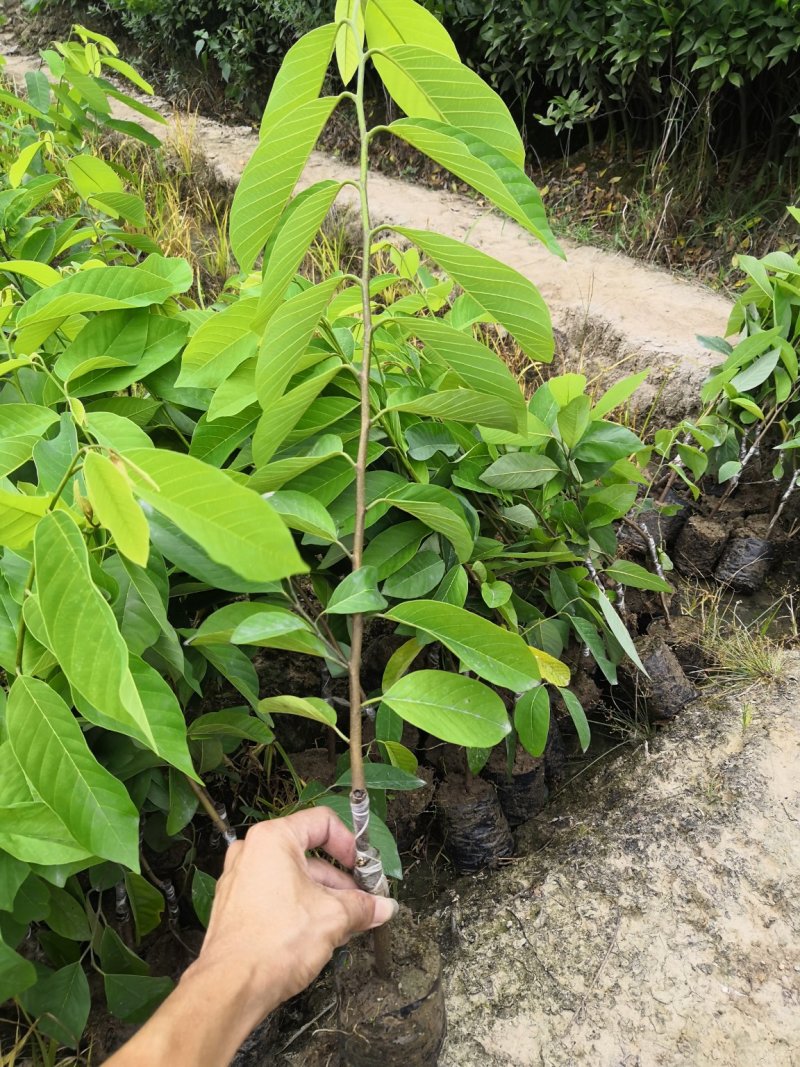 自家苗场台湾凤梨释迦苗，台湾番荔枝佛头果苗