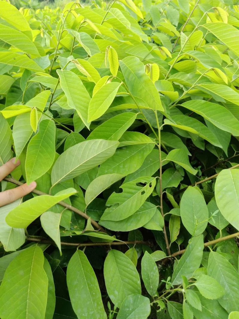 自家苗场台湾凤梨释迦苗，台湾番荔枝佛头果苗