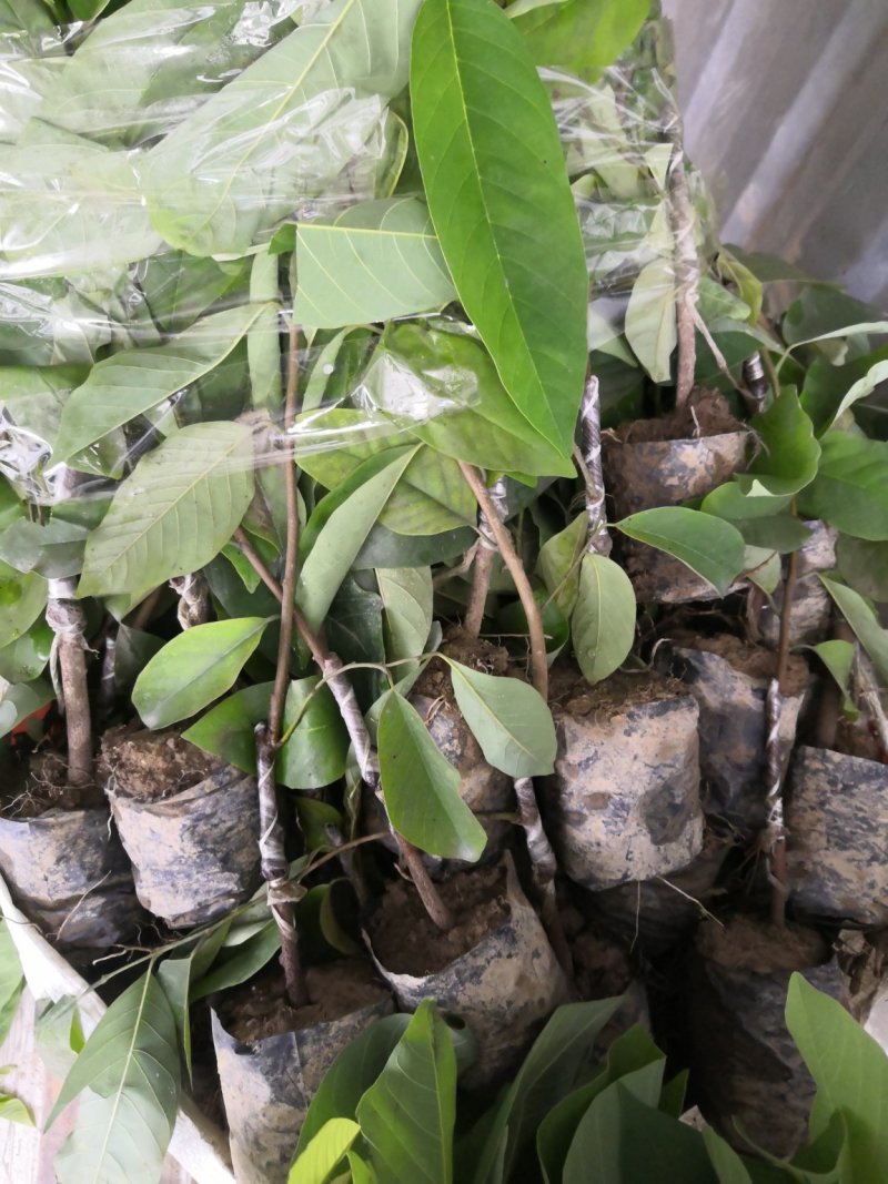 自家苗场台湾凤梨释迦苗，台湾番荔枝佛头果苗