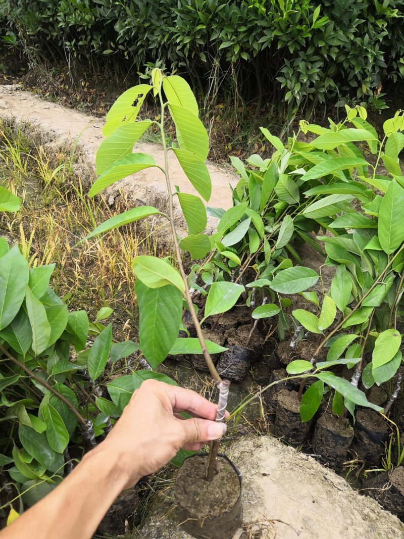 自家苗场台湾凤梨释迦苗，台湾番荔枝佛头果苗