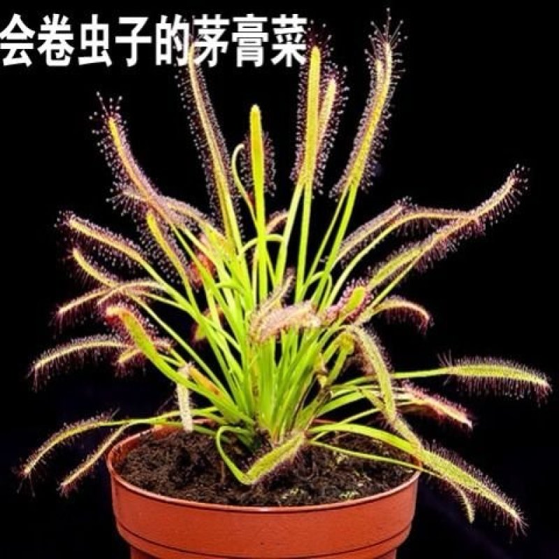食人花食虫植物捕蝇草瓶子草猪笼草茅膏菜