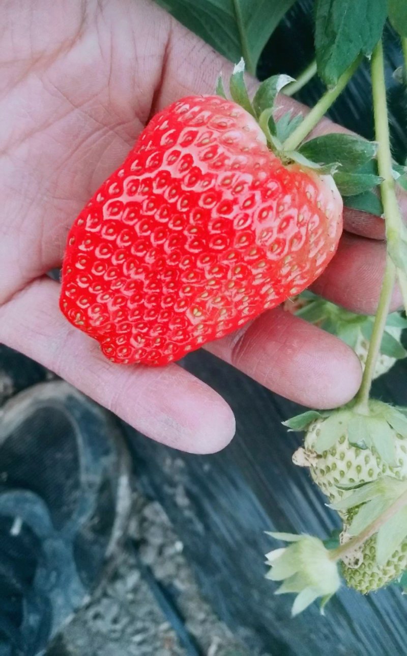 红颜草莓苗一级脱毒苗，赠送种植资料，基地直发