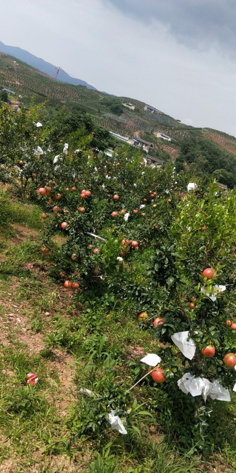 四川大理石榴