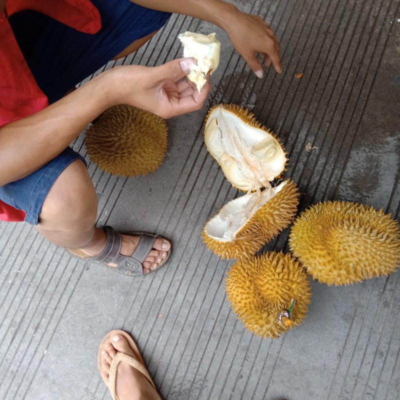 泰国金枕头榴莲