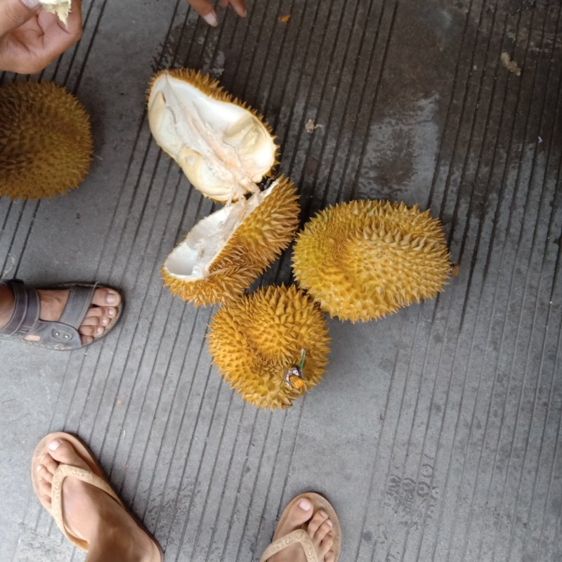 泰国金枕头榴莲