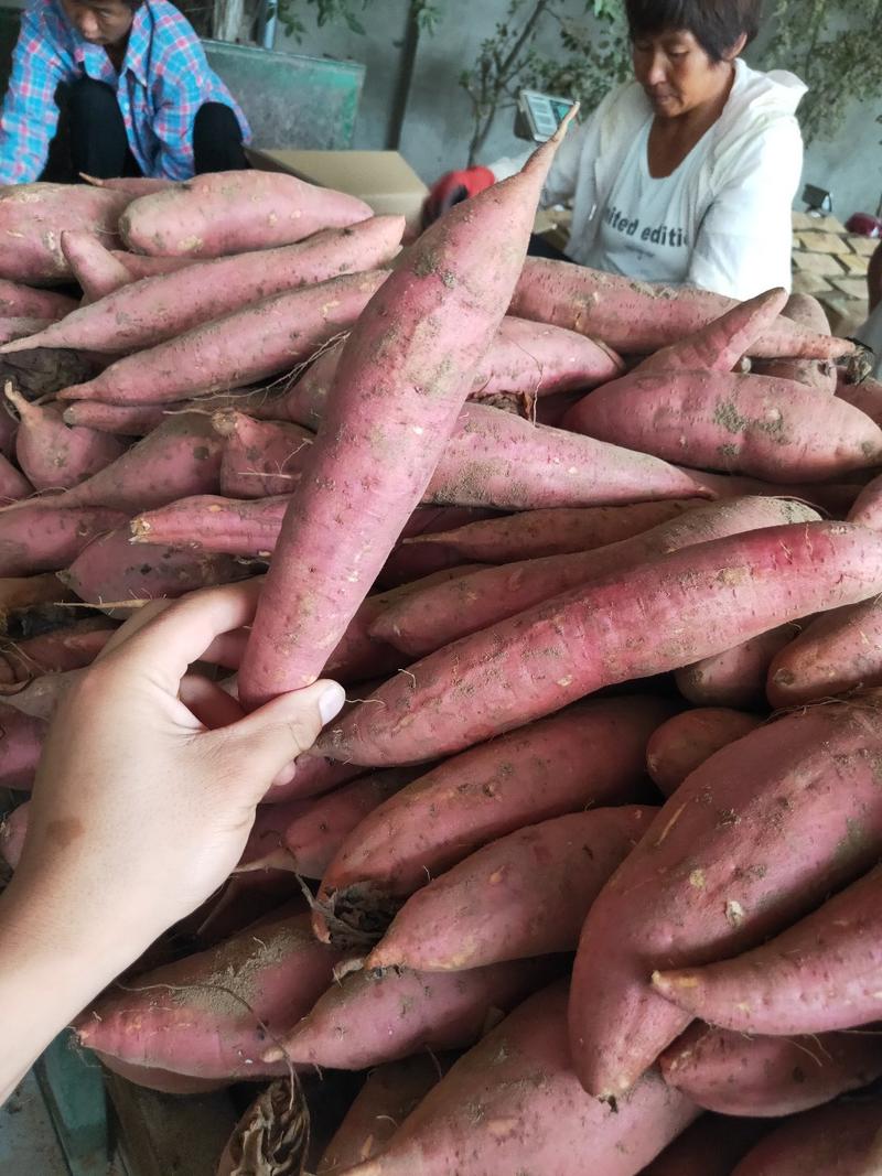 【牛商推荐】西瓜红红薯，对接电商，市场，长期供货，保质量