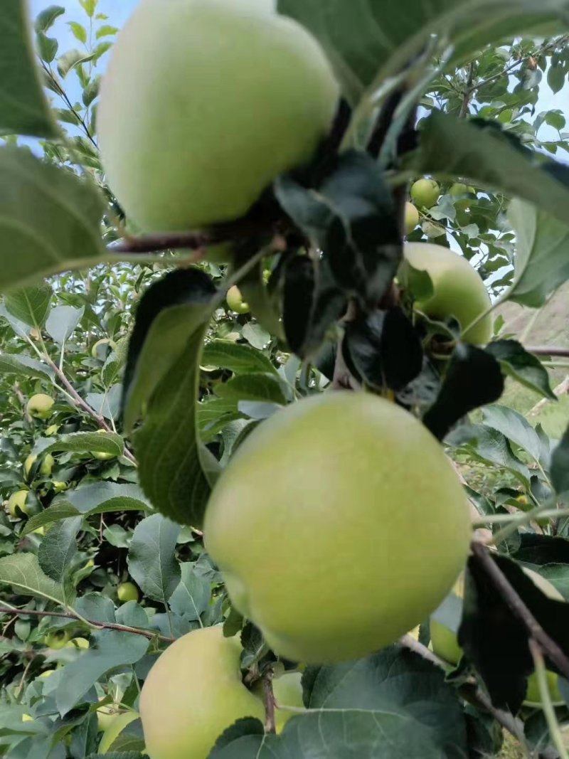 代办产地直销，花牛苹果，糖心富士。