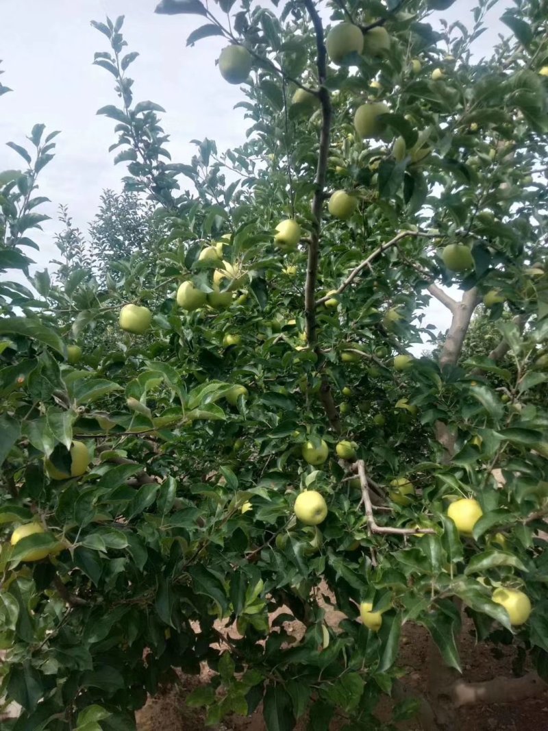 代办产地直销，花牛苹果，糖心富士。