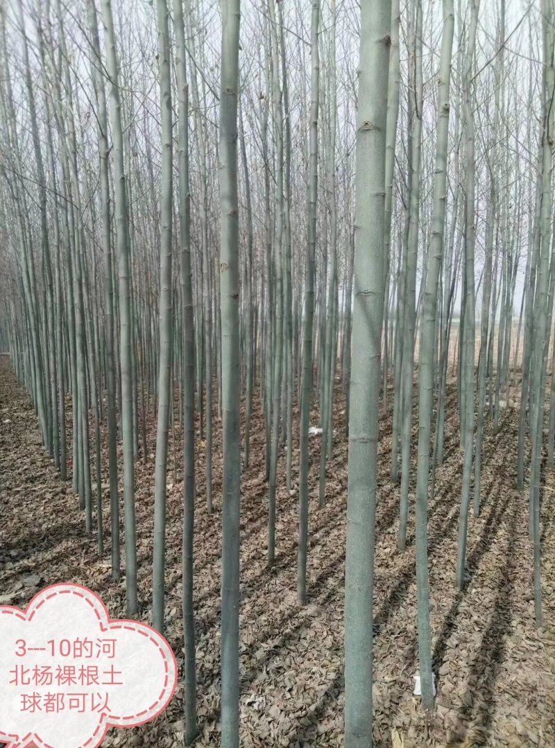 绿化苗木