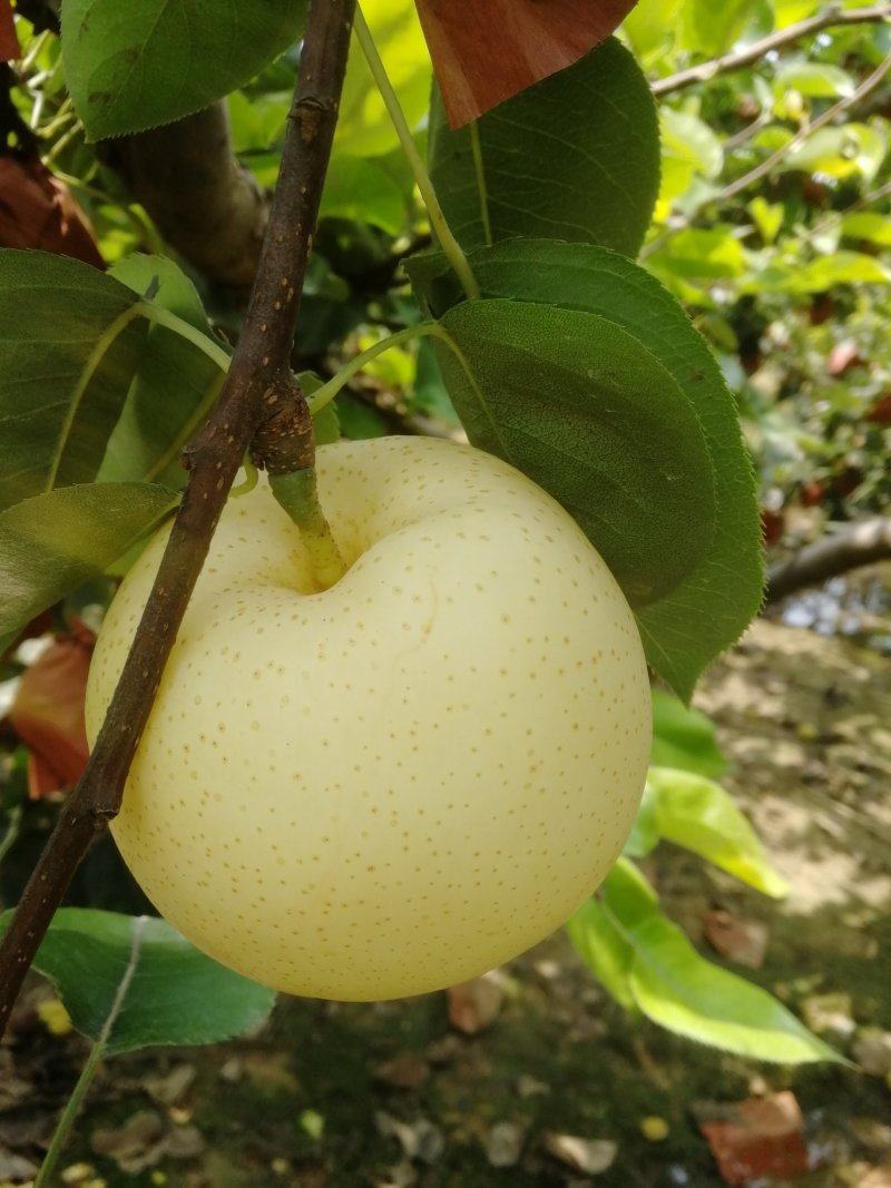 三层棉纸袋黄金梨现摘现卖