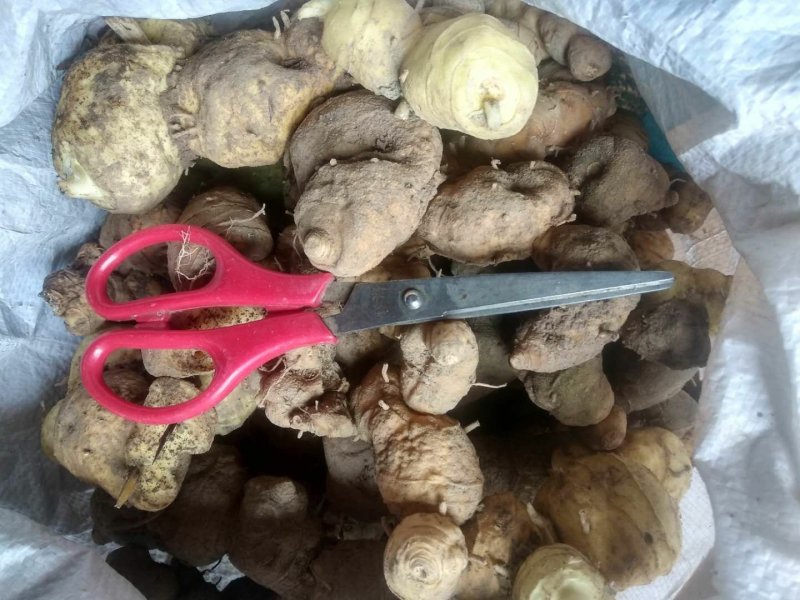 贵州铜仁泡酒煲汤无硫生鲜鸡头黄精干品姜形黄精产地直发