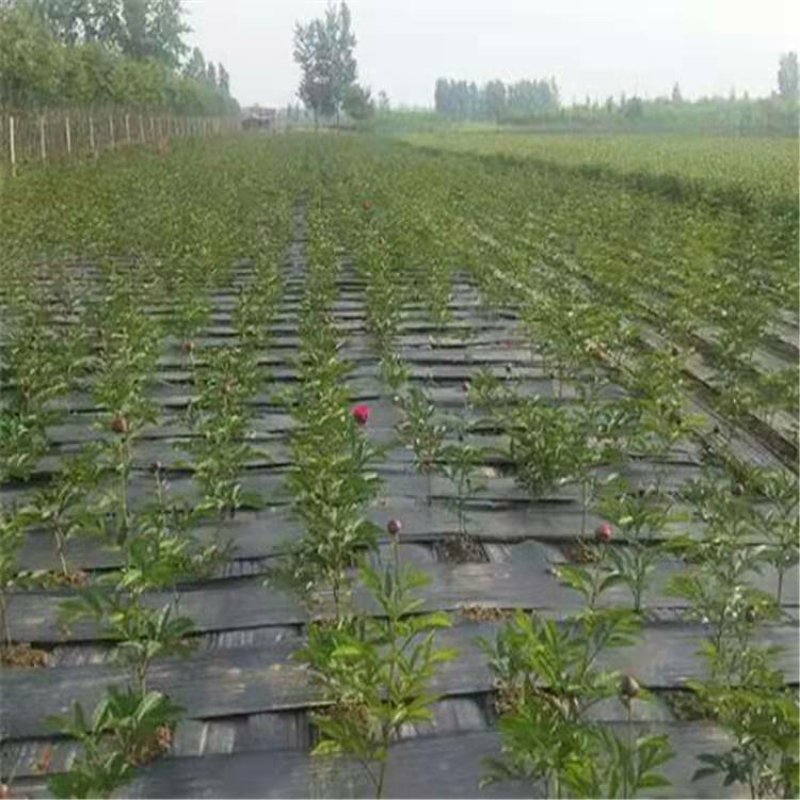 除草布防草布