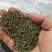 今年新货：中花茣茱萸