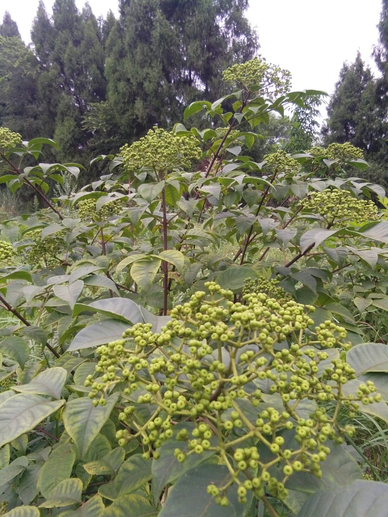 今年新货：中花茣茱萸
