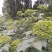 今年新货：中花茣茱萸