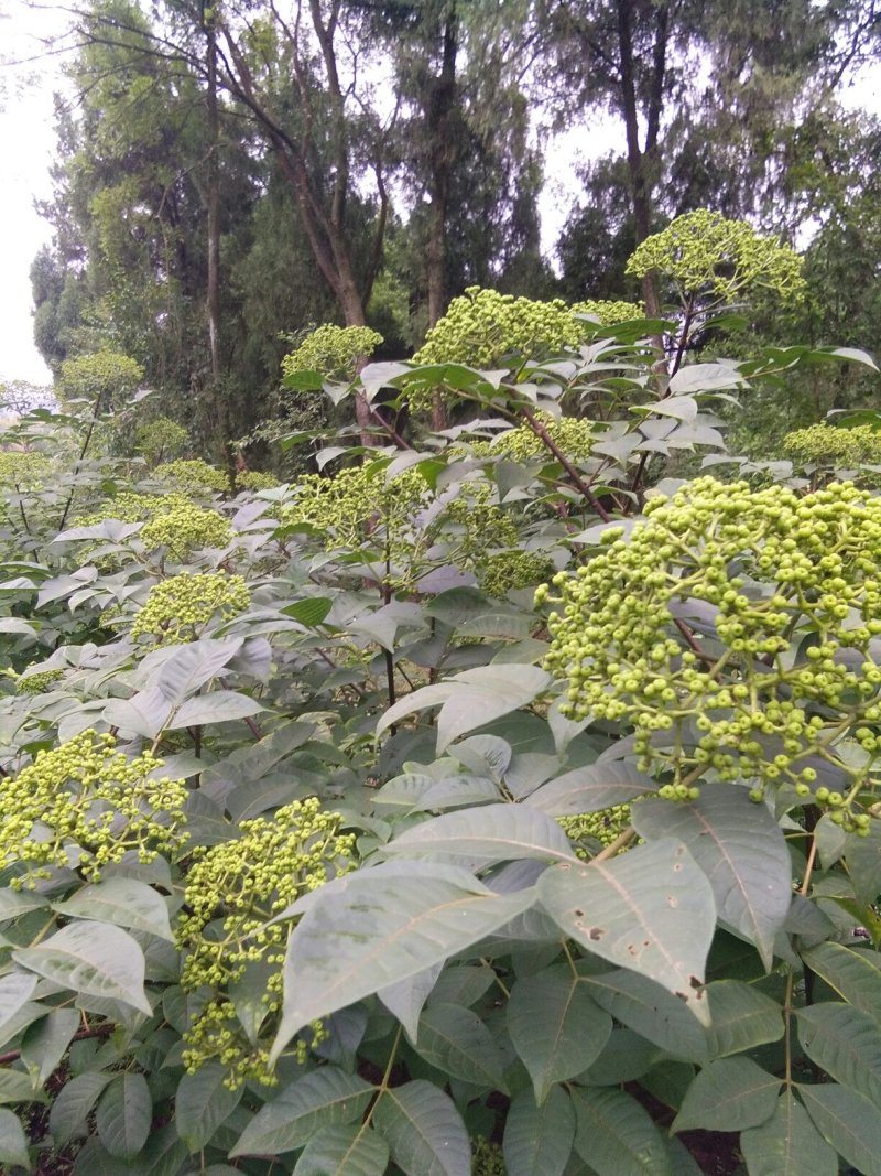 今年新货：中花茣茱萸