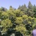 今年新货：中花茣茱萸