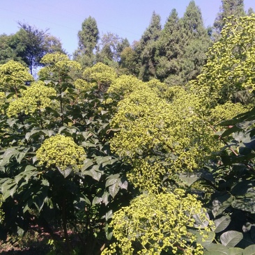 今年新货：中花茣茱萸