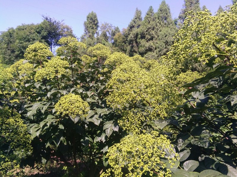 今年新货：中花茣茱萸