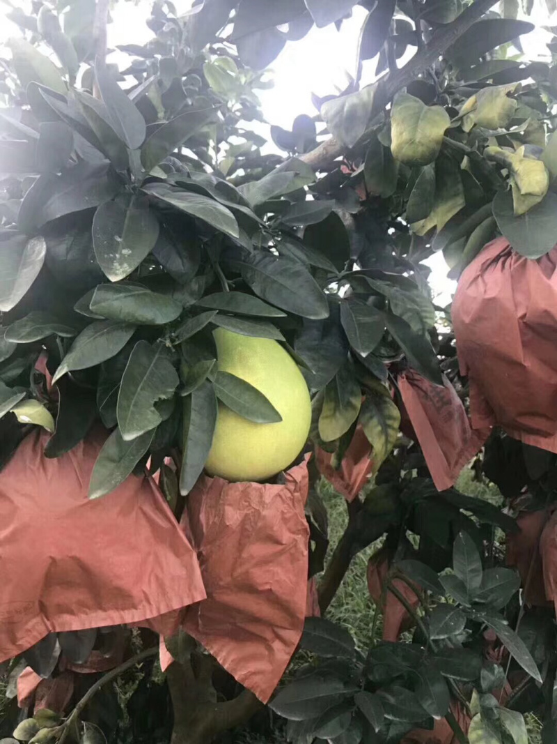 福建涫溪蜜柚