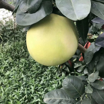 福建涫溪蜜柚