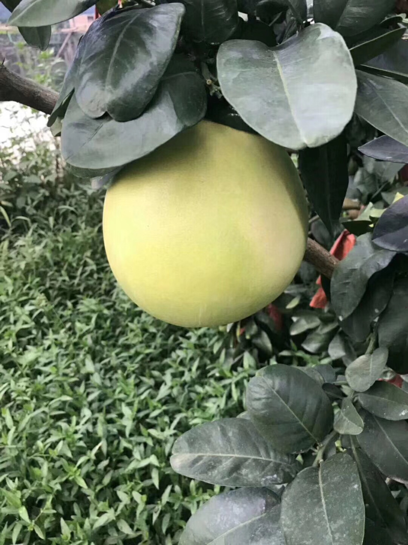 福建涫溪蜜柚